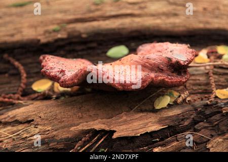 Nahaufnahme eines Zungenpilzes (Fistulina hepatica), der auf einem Baumstamm im Wald wächst. Stockfoto