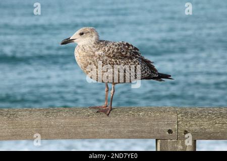 Nahaufnahme einer jungen europäischen Heringsmöwe auf einem Zaun am Strand Stockfoto
