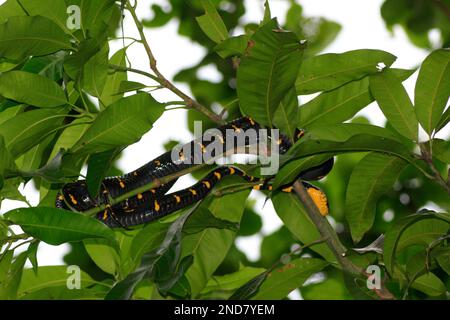 Boiga dendrophila (auch bekannt als Mangrovenschlange oder goldene Katzenschlange) ist eine Art von Schlangen der Familie Colubridae, die als leicht giftig gilt. Stockfoto