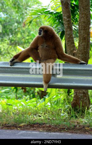 Gibbon saß auf einer Straßensperre auf dem Hügel von Phuket. Stockfoto