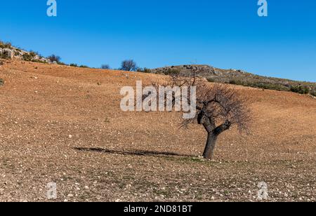 Einsamer, trockener Olivenbaum mitten auf einem trockenen Feld Stockfoto