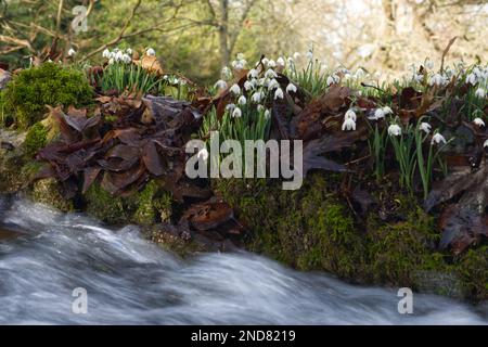 galanthus nivalis, eine winterblühende Schneeglocke, neben einem schnell beweglichen Bach in einem Waldgarten im Vereinigten Königreich im Februar Stockfoto