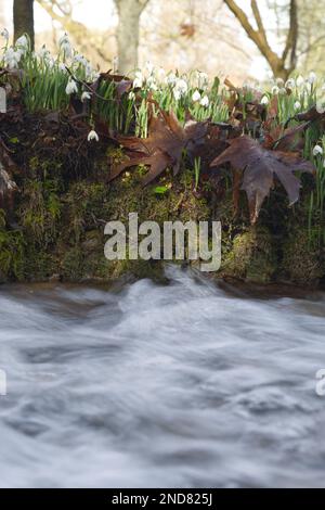 galanthus nivalis, eine winterblühende Schneeglocke, neben einem schnell beweglichen Bach in einem Waldgarten im Vereinigten Königreich im Februar Stockfoto