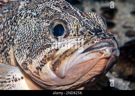 Schwarzbauch-Rosenfisch, Nahaufnahme des Gesichts Stockfoto