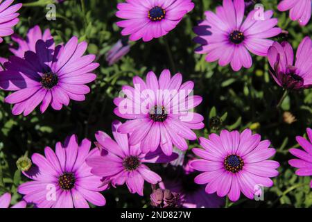 Schöner Hintergrund mit süßen Gänseblümchen in lila Farbe Stockfoto