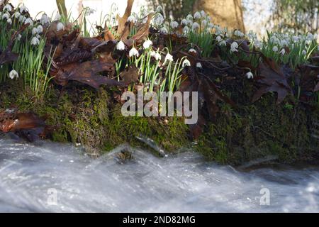 galanthus nivalis, eine winterblühende Schneeglocke, neben einem schnell beweglichen Bach in einem Waldgarten im Vereinigten Königreich im Februar Stockfoto