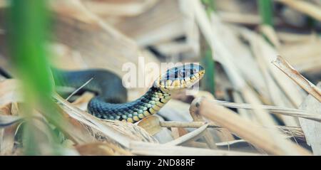 Die Grasnatter Natrix natrix kriecht im Schilf und sucht nach Futter, das beste Foto. Stockfoto