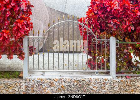 Leuchtend rote Kupferblätter Pflanzen Acalypha wilkesiana in der Nähe eines Metallzauns in einem Garten. Stockfoto