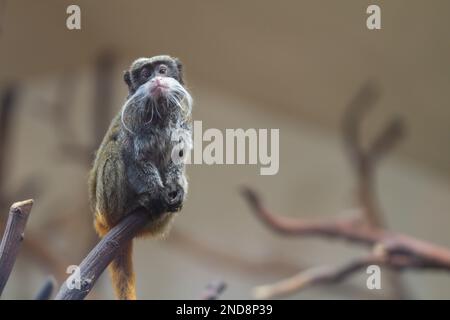 Kaiser Tamarin (Saguinus Imperator) Affe auf Ast mit hervorragendem, langem, weißem Bart. Stockfoto