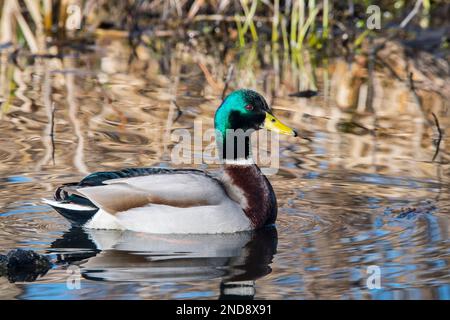 Mallard (Anas platyrhynchos) männliche Ente / drake schwimmt im Sumpf / Feuchtgebiet entlang des Schilfbetts im Winter Stockfoto