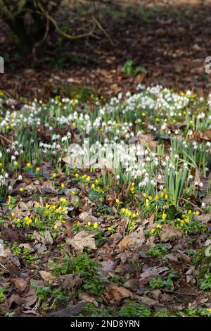 Gelbe Blüten von Winterakoniten, Erenthis hyemalis und weiße Schneetropfen, galanthus nivalis, eingebürgert in einem britischen Waldgarten im Februar Stockfoto