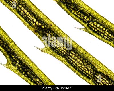 Wasserpflanze (Hornwürzpflanze - Ceratophyllum demersum) unter dem Mikroskop, das Chloroplasten, Zellwände und Haare zeigt - optisches Mikroskop x100 Magn Stockfoto