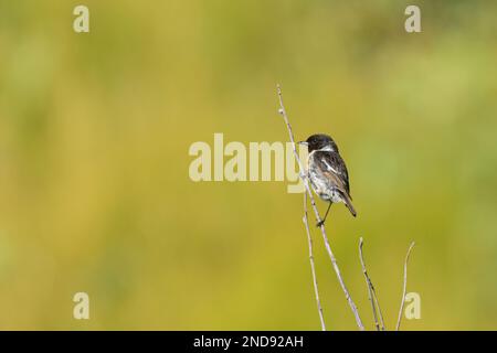 Ein gemeiner Steinechat (Saxicola torquatus), der auf einem kleinen Zweig sitzt, sonniger Tag im Sommer, Nordfrankreich Stockfoto