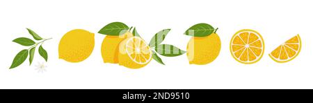 Frische Zitronenscheiben. Zitrus, Vitamin c. Vektordarstellung, isoliert auf weißem Hintergrund Stock Vektor