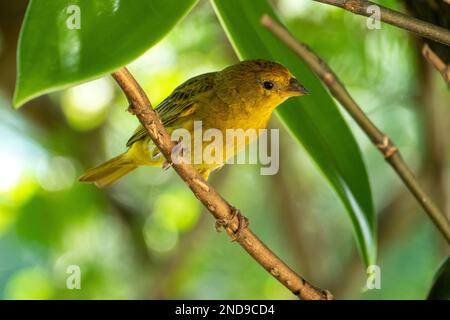 Atlantischer Kanarienvögel, ein kleiner brasilianischer Wildvögel. Der gelbe kanarienvögel Crithagra flaviventris ist ein kleiner Singvögel aus der Familie der Finken. Stockfoto