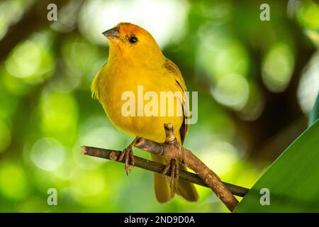 Atlantischer Kanarienvögel, ein kleiner brasilianischer Wildvögel. Der gelbe kanarienvögel Crithagra flaviventris ist ein kleiner Singvögel aus der Familie der Finken. Stockfoto