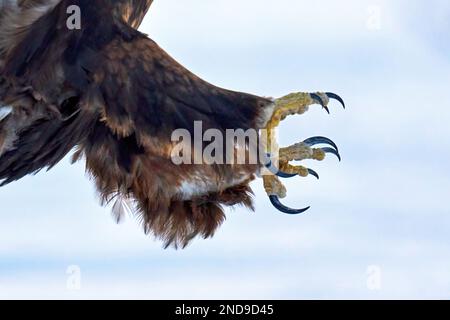 Die Krallen auf einem Goldenen Adler aus nächster Nähe Stockfoto