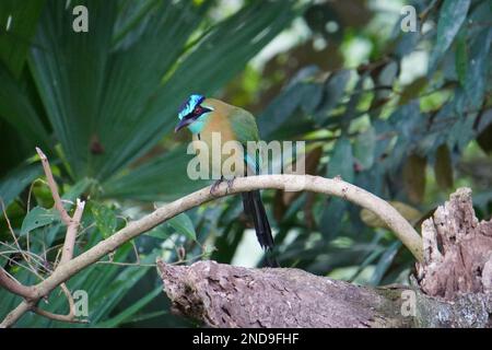 Blaugekrönter Motmot im Regenwald von Costa Rica Stockfoto