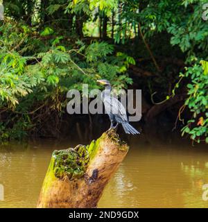 Kormoran hoch oben auf einem Baum an einem tropischen Fluss in Costa Rica Stockfoto