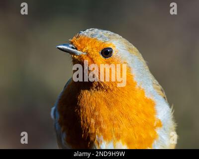 Eine Nahaufnahme des Kopfes eines europäischen Rotkehlchens, Erithacus rubecula, einfach bekannt als Rotkehlchen oder Rotkehlchen. Stockfoto