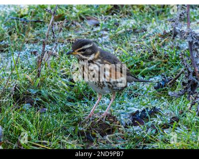 Ein überwinterender Rotschopf, Turdus iliacus, hoch oben auf dem Boden. Stockfoto