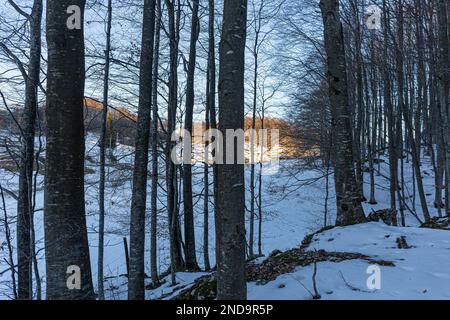 Frosty Forest: Schneebedeckte Bäume in den Bergen Stockfoto