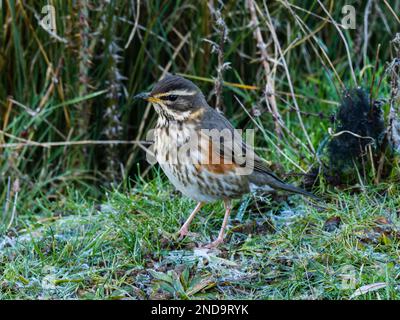 Ein überwinterender Rotschopf, Turdus iliacus, hoch oben auf dem Boden. Stockfoto