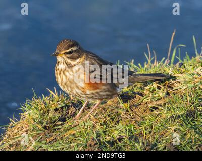 Ein überwinterender Rotschopf, Turdus iliacus, hoch oben auf dem Boden. Stockfoto