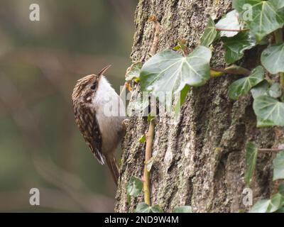 Ein eurasischer Baumpfleger oder gewöhnlicher Baumpfleger, Certhia familiaris, hoch oben auf einem Baumstamm. Stockfoto