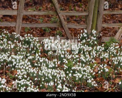 Schneeglöckchen, Galanthus, in Blüten im Wald. Stockfoto