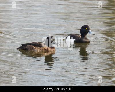 Ein Paar getuftete Enten, auch bekannt als tufted Pochard, Aythya fuligula, die auf einem See schwimmen. Stockfoto