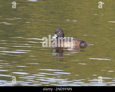 Eine weibliche getuftete Ente, auch bekannt als tufted Pochard, Aythya fuligula, schwimmt auf einem See. Stockfoto