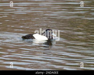 Eine männliche getuftete Ente, auch bekannt als tufted Pochard, Aythya fuligula, schwimmt auf einem See. Stockfoto