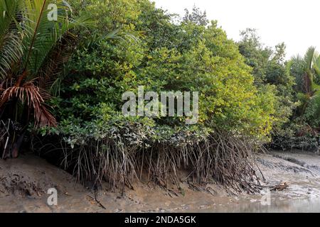 Mangrovenbaum-Wurzeln. Dieses Foto wurde aus dem Sundarbans-Nationalpark in Bangladesch gemacht. Stockfoto