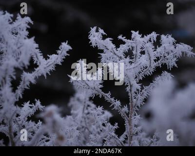 Frost auf Zweigen Mitte Winter, Mitte dezember, Weihnachten, Tiefstklima - Szczecin Polen Stockfoto