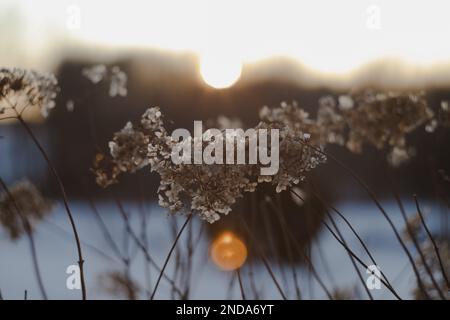 Unschärfe-Blick auf getrocknete Wildblumen und Gras auf einer Wiese im Winter oder Frühling in den hellen goldenen Sonnenstrahlen auf einem unscharfen Hintergrund des Himmels Stockfoto