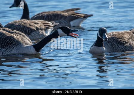 Eine kanadagans, die sich gegenüber anderen kanadagänsen aggressiv verhält. Stockfoto