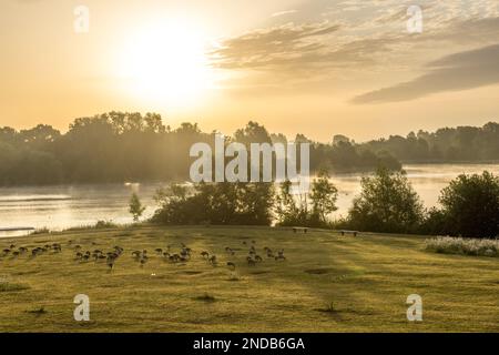 Golden Sunrise mit kanadischer Gänsefütterung Stockfoto