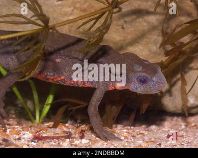 Unterwasser-Nahaufnahme auf einem bunten männlichen japanischen Feuerbauch-Molch, Cynops Pyrhogaster Stockfoto