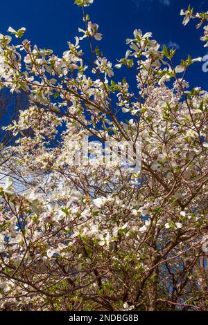 Blühendes Dogwood im Delaware Water Gap National Recreation Area, Pennsylvania Stockfoto