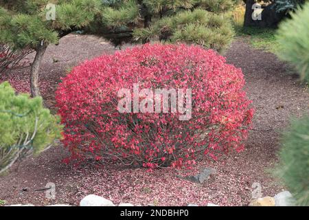 Der Euonymus alatus, auch bekannt als geflügelte Spindel, geflügelter Euonymus oder brennender Busch Stockfoto