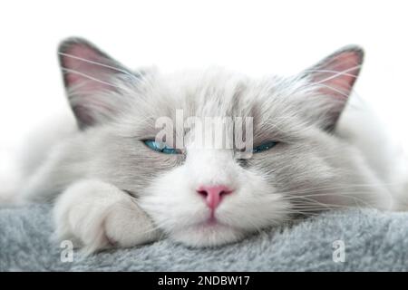 Weiße Ragdoll-Katze mit schielenden Augen. Schließen. Geringe Schärfentiefe. SDF. Stockfoto
