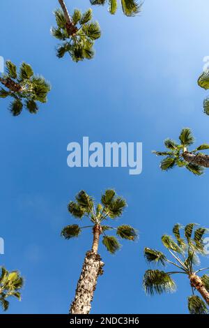 Hohe Palmen vor blauem Himmel Stockfoto