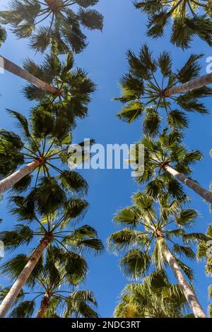 Hohe Palmen vor einem klaren blauen Himmel Stockfoto