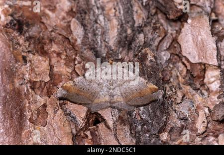 Tawny-Barred angle (Macaria liturata), Wallis, Schweiz Stockfoto