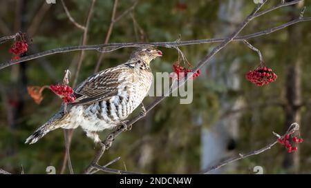 Weibliche Rüschenmoorhühner (Bonasa umbellus), die auf einem Ast sitzen und Hochbusch-Cranberry-Früchte essen Stockfoto