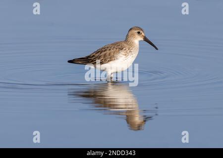 Dunlin im Winter im Gefieder waten im Wasser Stockfoto