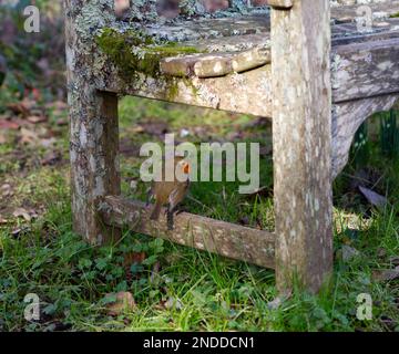 Ein europäisches Rotkehlchen, Erithacus rubecula, auf einer alten mit Flechten überdachten Gartenbank in einem britischen Garten im Februar Stockfoto