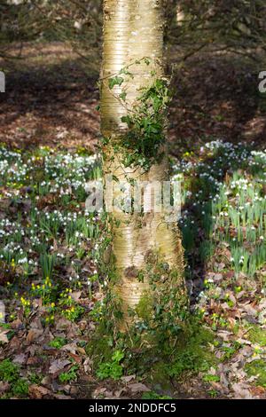 Der Stamm einer Efeu (hedera Helix) bedeckten Birke, die von Schneeglöckchen umgeben ist, galanthus nivalis im englischen Waldland Februar Stockfoto