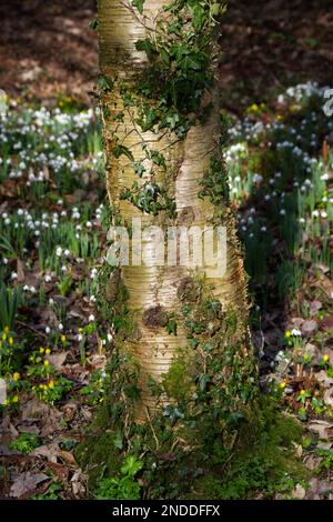 Der Stamm einer Efeu (hedera Helix) bedeckten Birke, die von Schneeglöckchen umgeben ist, galanthus nivalis im englischen Waldland Februar Stockfoto